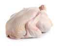 Pavo
