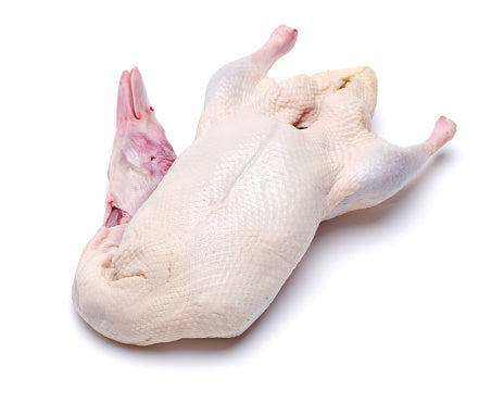 Pato barberie