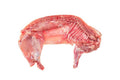 Medio conejo
